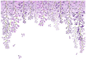 wisteria flower , beautiful flower with purple white and pink - obrazy, fototapety, plakaty