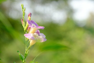 Purple flower blossom in a botanical garden with sun light and green nature background 