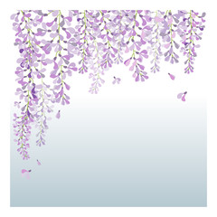 wisteria flower , beautiful flower with purple white and pink