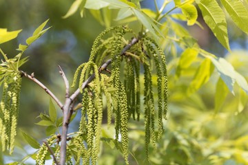Flowers of a pecan, Carya illinoinensis.