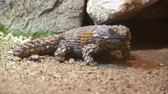 Armadillo girdled lizard, Ouroborus cataphractus, Armadillo spiny-tailed lizard, 4K
