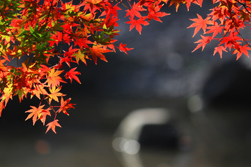 A view of a Japanese garden with reddish maple leaves and a pond