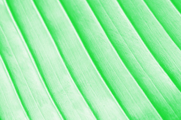 green abstract background