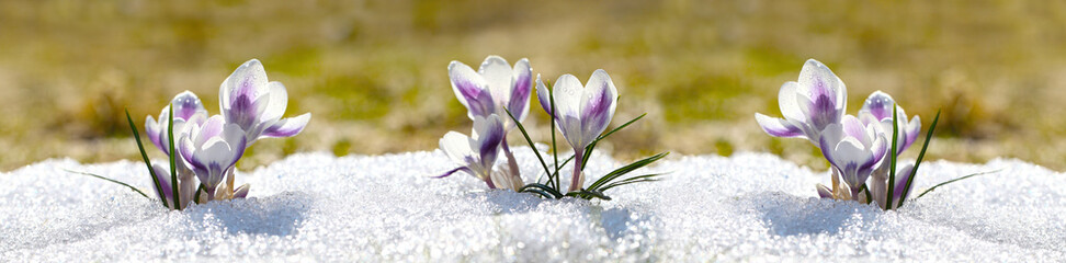 Crocuses white blossom on a spring sunny day in the open air. Beautiful primroses against a background of brilliant white snow.