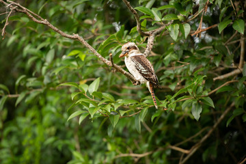 Kookaburra outside during the day.