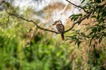 Kookaburra outside during the day.