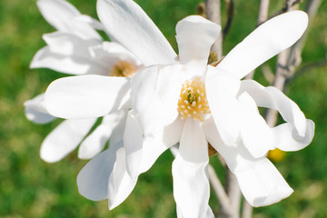 White magnolia cobus flowers bloom in the garden, close up
