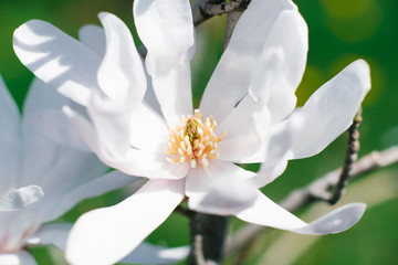White magnolia cobus flowers bloom in the garden, close up