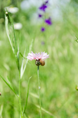 Pink knapweed in the green garden.Vertical shot