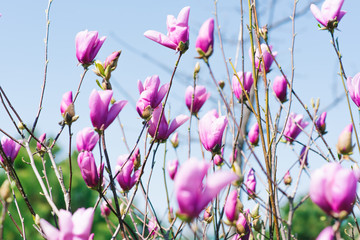 purple magnolia flowers on a branch against a blue sky in spring
