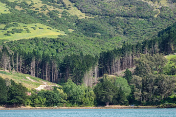 Trees on the foreshore of Port Chalmers Harbor