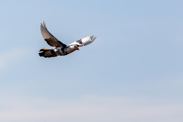 Pigeons over house