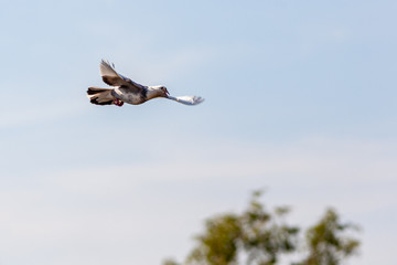 Pigeons over house