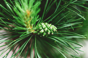 Branch of pine with a green cone close-up