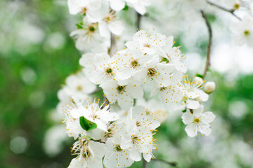 Obraz premium white flowers of sakura, cherry in spring on a branch, close up