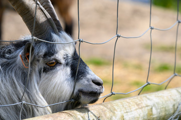 Caged goat looking for freedom from a farm