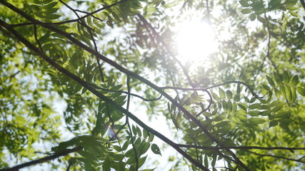 tree in forest