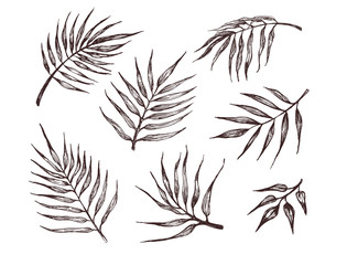 Obraz premium Collection of tropical leaves. Hand drawn illustration of palm leaves. For pattern, logo, template, banner, posters, invitation and greeting card design.