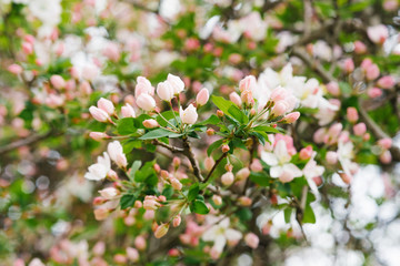 white, pink flowers of apple in spring on a branch