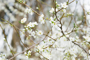 white flowers of the garden tree, cherry  on the branch