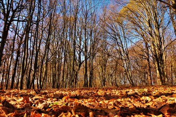 late autumn in the forest