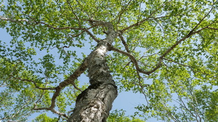 tree with green leaves