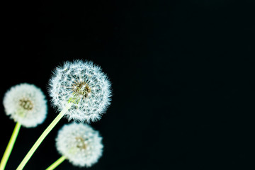 Dandelion on a black background. Lightness