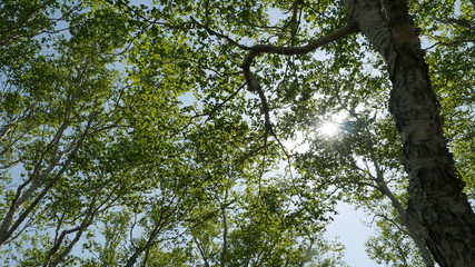 tree in forest