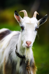 Goat on the green summer meadow