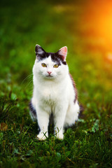 Obraz premium Cute cat on green grass