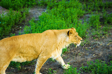 lioness