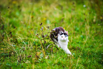 hunting cat jumping through grass