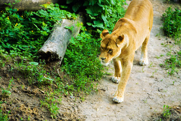 lioness