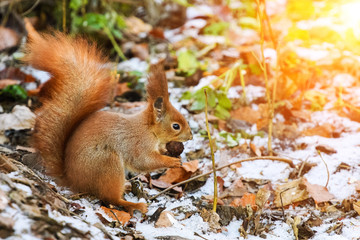 Red Squirrel