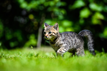 Cute little kitten on green grass
