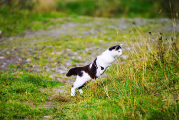 Naklejka na ściany i meble hunting cat jumping through grass