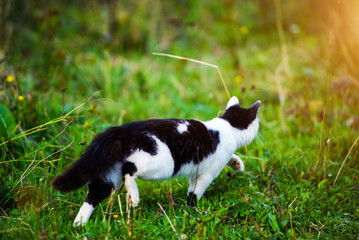 Naklejka na ściany i meble hunting cat running through grass