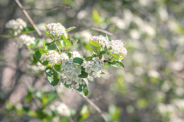 branch with white flowers black chokeberry