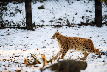 lynx in winter