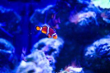 Obraz na płótnie Canvas Wonderful and beautiful underwater world with corals and tropical fish.