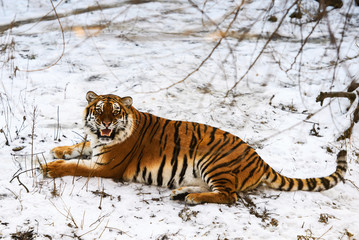 Fototapeta premium Beautiful Amur tiger on snow. Tiger in winter forest
