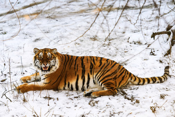 Fototapeta premium Beautiful Amur tiger on snow. Tiger in winter forest