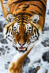 Beautiful Amur tiger on snow. Tiger in winter forest