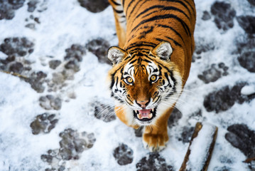 Beautiful Amur tiger on snow. Tiger in winter forest
