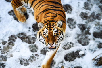 Fototapeta premium Beautiful Amur tiger on snow. Tiger in winter forest