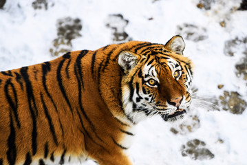 Beautiful Amur tiger on snow. Tiger in winter forest
