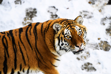 Fototapeta na wymiar Beautiful Amur tiger on snow. Tiger in winter forest
