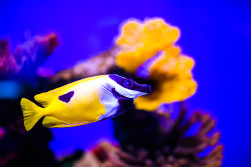 Wonderful and beautiful underwater world with corals and tropical fish.