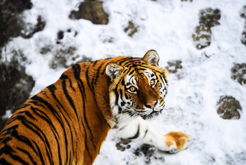 Fototapeta na wymiar Beautiful Amur tiger on snow. Tiger in winter forest