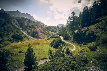 Trail through forest mountain landscape